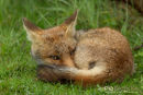 Vos, Red Fox, Vulpes Vulpes
