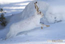 Amerikaanse sneeuwhaas, Snowshoe Hare, Lepus Americanus