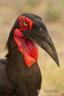 Zuidelijke Hoornraaf, Southern Ground Hornbill, Bucorvus Leadbeateri