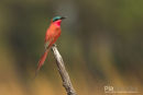 Zuidelijke Karmijnrode Bijeneter,Southern Carmine Bee-Eater,Merops Nubicoides