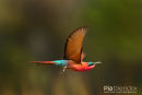 Zuidelijke Karmijnrode Bijeneter,Southern Carmine Bee-Eater,Merops Nubicoides