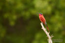 Zuidelijke Karmijnrode Bijeneter,Southern Carmine Bee-Eater,Merops Nubicoides
