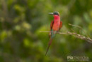 Zuidelijke Karmijnrode Bijeneter,Southern Carmine Bee-Eater,Merops Nubicoides