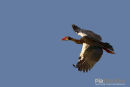 Spoorwiekgans, Spur Winged Goose, Plectropterus Gambensis