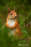 Rode eekhoorn,Red Squirrel,Sciurus Vulgaris