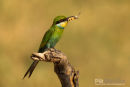 Zwaluwstaartbijeneter, Swallow Tailed Bee-Eater, Merops Hirundineus