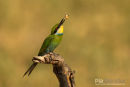 Zwaluwstaartbijeneter, Swallow Tailed Bee-Eater, Merops Hirundineus
