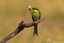 Zwaluwstaartbijeneter, Swallow Tailed Bee-Eater, Merops Hirundineus