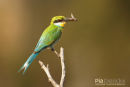 Zwaluwstaartbijeneter, Swallow Tailed Bee-Eater, Merops Hirundineus
