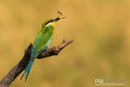 Zwaluwstaartbijeneter, Swallow Tailed Bee-Eater, Merops Hirundineus