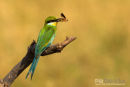 Zwaluwstaartbijeneter, Swallow Tailed Bee-Eater, Merops Hirundineus