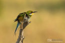 Zwaluwstaartbijeneter, Swallow Tailed Bee-Eater, Merops Hirundineus
