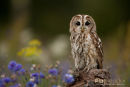 Bosuil,Tawny Owl,Strix Aluco