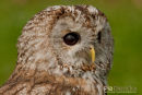 Bosuil, Tawny Owl, Strix Aluco