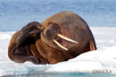 Walrus, Walrus, Odobenus Rosmarus