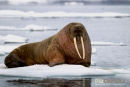 Walrus, Walrus, Odobenus Rosmarus