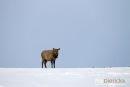 Wapiti, Elk, Cervus Canadensis