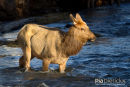 Wapiti hert, Stag Elk, Cervus Canadensis