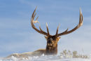 Wapiti hert, Stag Elk, Cervus Canadensis
