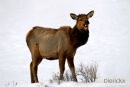 Wapiti hert, Stag Elk, Cervus Canadensis