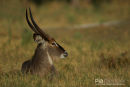 Waterbok,Waterbuck,Kobus Ellipsiprymnus
