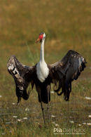Lelkraanvogel, Wattled Crane, Bugeranus Carunculatus 