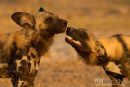 Wilde hond,Wild Dog,Lycaon Pictus