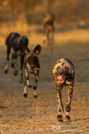 Wilde hond,Wild Dog,Lycaon Pictus