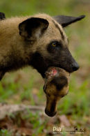 Wilde hond,Wild Dog,Lycaon Pictus
