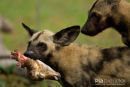 Wilde hond,Wild Dog,Lycaon Pictus