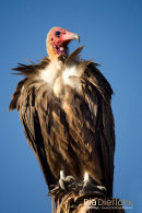 Gier,White-Headed Vulture,Trigonoceps Occipitalis