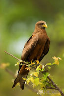 Geelsnavelwouw,Yellow Billed Kite,Milvius Aegyptius