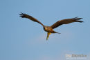 Geelsnavelwouw,Yellow Billed Kite,Milvius Aegyptius