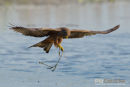 Geelsnavelwouw,Yellow Billed Kite,Milvius Aegyptius