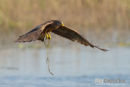 Geelsnavelwouw,Yellow Billed Kite,Milvius Aegyptius