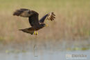 Geelsnavelwouw,Yellow Billed Kite,Milvius Aegyptius