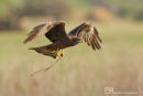 Geelsnavelwouw,Yellow Billed Kite,Milvius Aegyptius