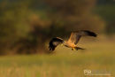 Geelsnavelwouw,Yellow Billed Kite,Milvius Aegyptius