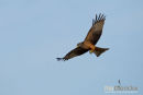 Geelsnavelwouw,Yellow Billed Kite,Milvius Aegyptius