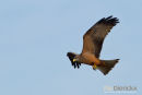 Geelsnavelwouw,Yellow Billed Kite,Milvius Aegyptius