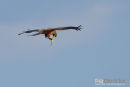 Geelsnavelwouw,Yellow Billed Kite,Milvius Aegyptius