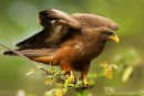 Geelsnavelwouw,Yellow Billed Kite,Milvius Aegyptius