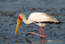 Afrikaanse Nimmerzat,Yellow Billed Stork,Mycteria Ibis
