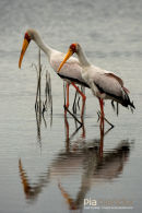 Afrikaanse Nimmerzat,Yellow Billed Stork,Mycteria Ibis