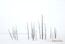 Winter landschap Yellowstone, Winter Landscape Yellowstone
