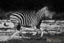 Steppenzebra,Plains Ebra,Equus Quagga