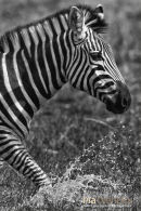 Steppenzebra,Plains Ebra,Equus Quagga