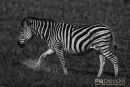 Steppenzebra,Plains Ebra,Equus Quagga