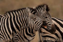 Steppenzebra,Plains Ebra,Equus Quagga