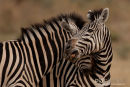 Steppenzebra, Plains Ebra, Equus Quagga
